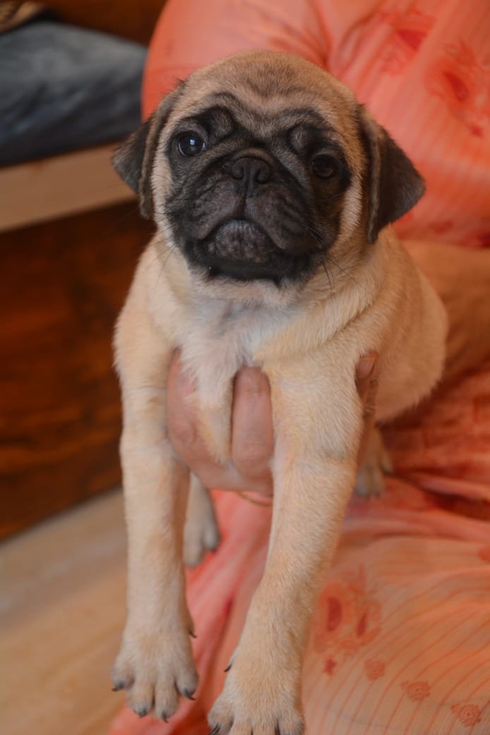 Buy Male Pug Puppy from Ahmedabad